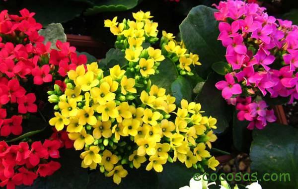 kalanchoe cancer