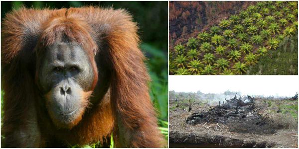 orangutanes borneo