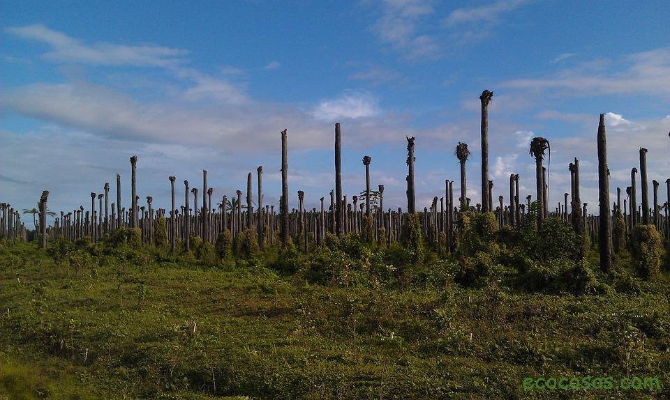Ecología, Permacultura, Salud Natural, Plantas Medicinales, Como Cultivar, Energías renovables, Bioconstrucción y otros. 6