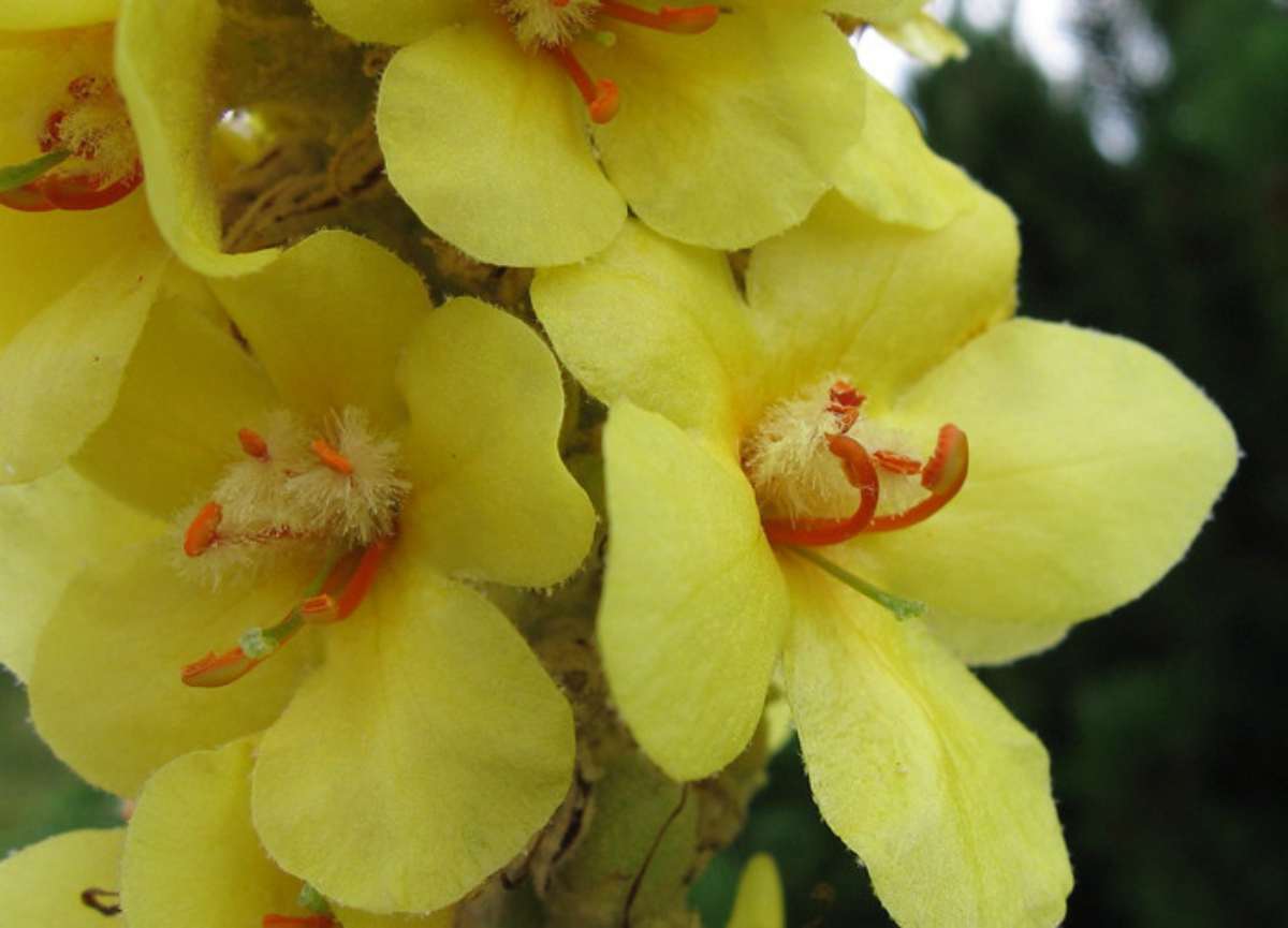 Gordolobo Propiedades De Esta Planta Y Para Que Sirve