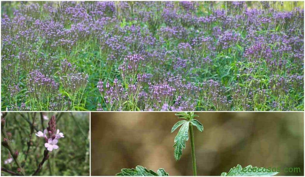 verbena planta