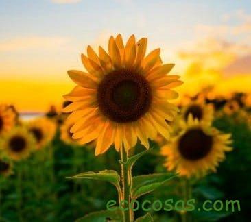 Girasol y sus pipas. Propiedades, beneficios y cómo plantarlo