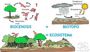 Biocenosis: Qué Es. Definición Y Diferencia Con Un Biotopo