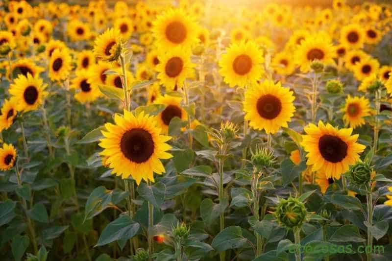 Girasol y sus pipas. Propiedades, beneficios y cómo plantarlo