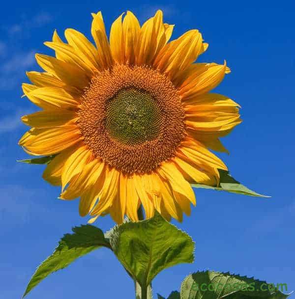 Girasol y sus pipas. Propiedades, beneficios y cómo plantarlo