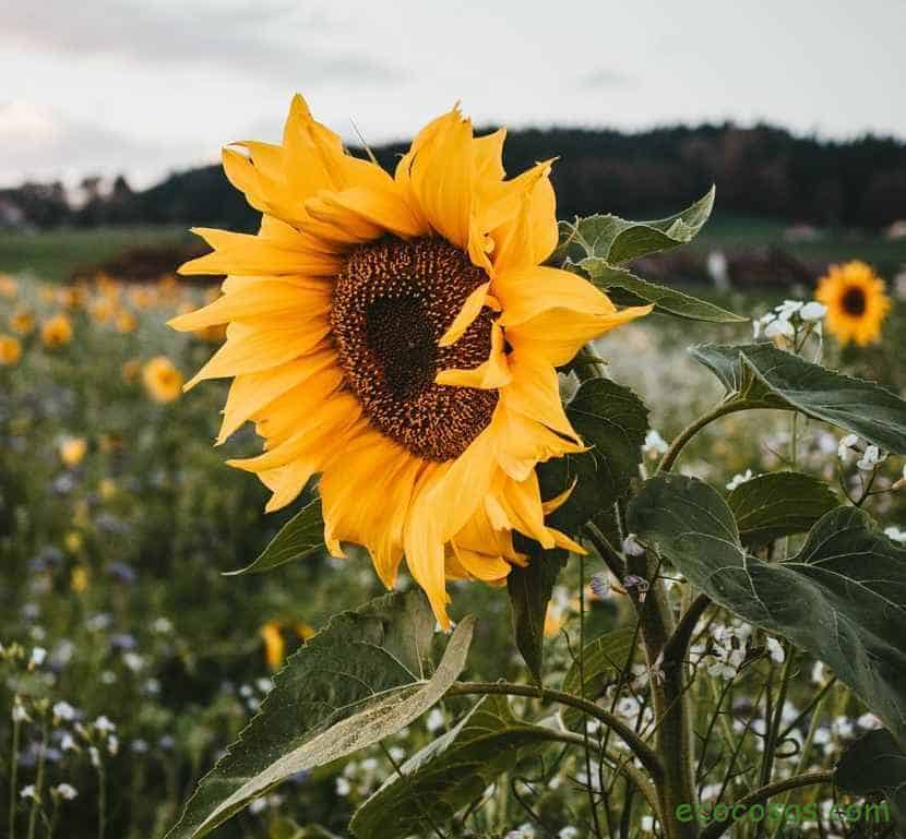 Girasol y sus pipas. Propiedades, beneficios y cómo plantarlo