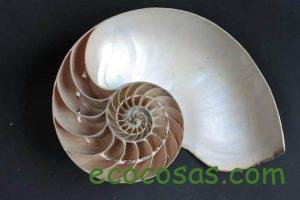 proporcion aurea en la naturaleza