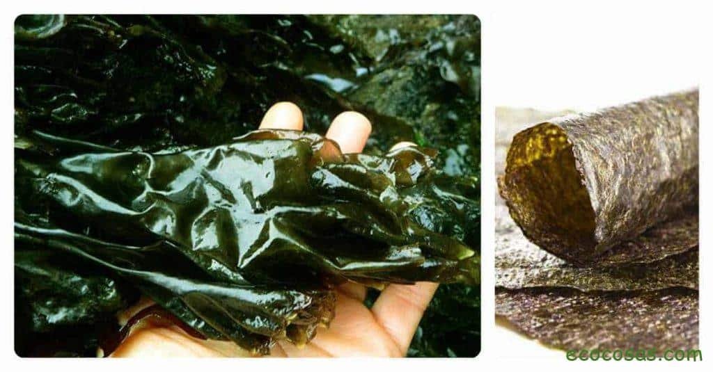 alga nori