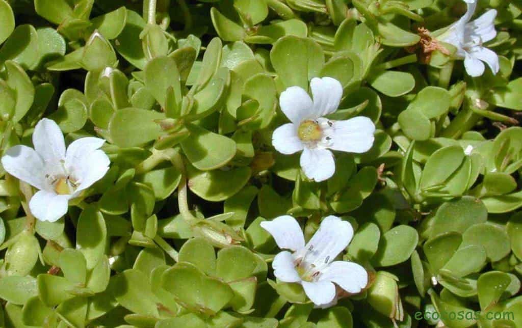 bacopa
