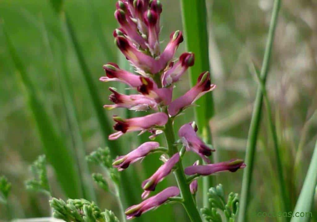 Fumaria officinalis