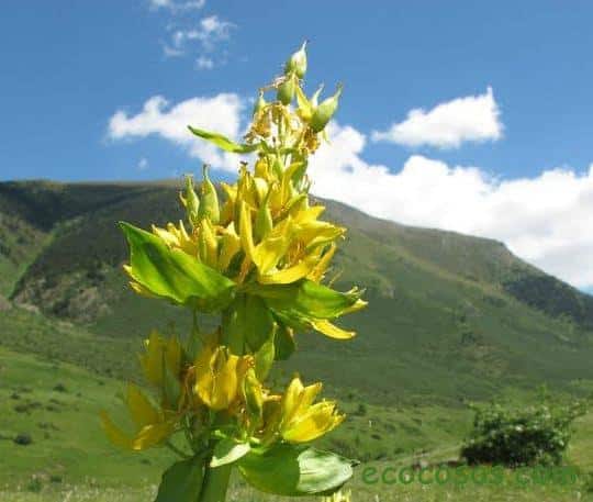 genciana propiedades