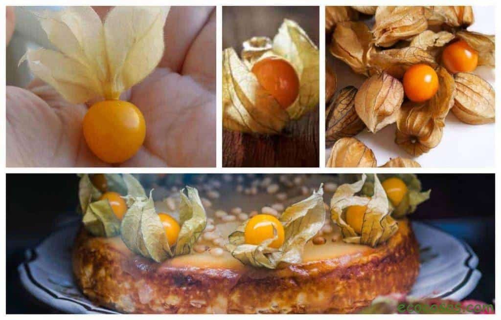 physalis