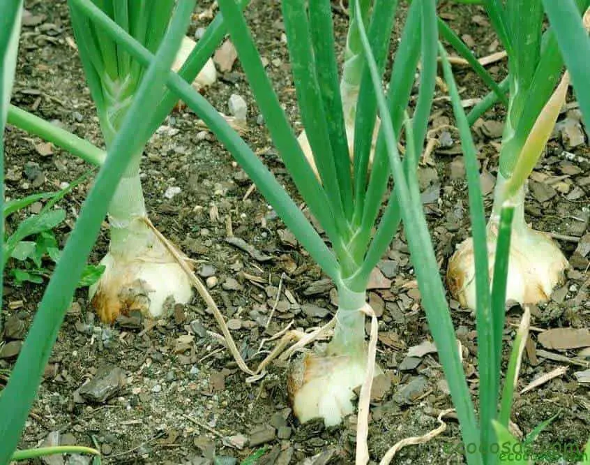 Plantar cebollas: todo sobre la siembra, el cultivo y el almacenaje 5 Plantar cebollas: todo sobre la siembra, el cultivo y el almacenaje 1