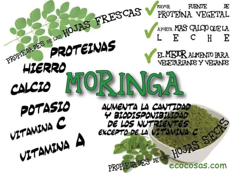 Moringa oleifera: qué es y para qué sirve 2