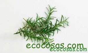 Alimentos que curan y podemos plantar en casa 3 Alimentos que curan y podemos plantar en casa 2