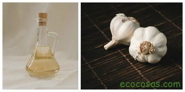 como hacer aceite de ajo