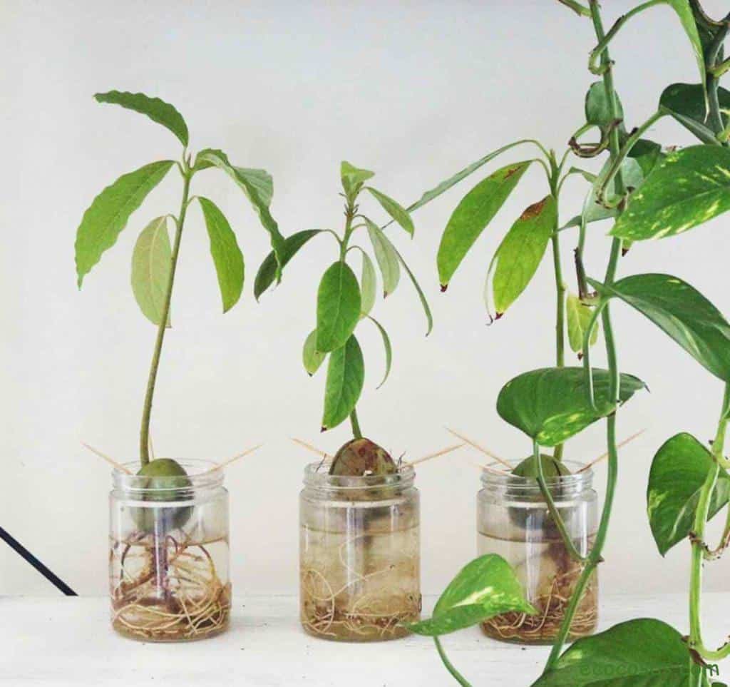 como plantar aguacate