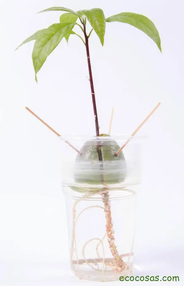 como plantar un hueso de aguacate