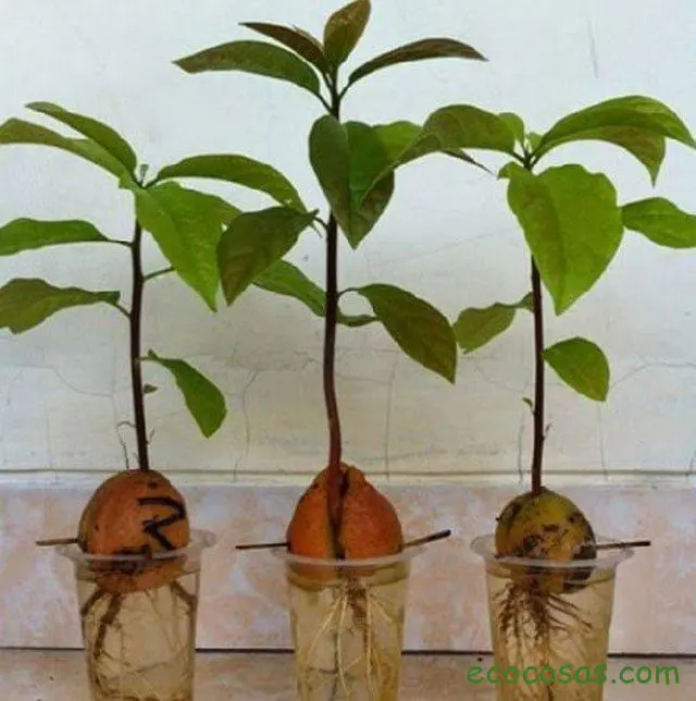 Plantar aguacate desde su hueso o semilla 1