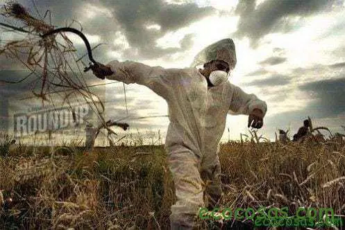 Amaranto, bombas de semillas y transgénicos 1