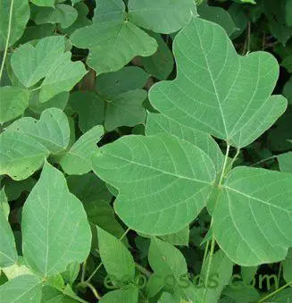 Kuzu, qué es y para qué sirve esta raíz 2