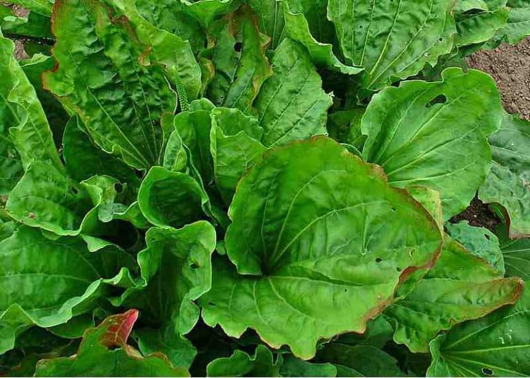 Llanten para qué sirve. Conoce sus propiedades y beneficios