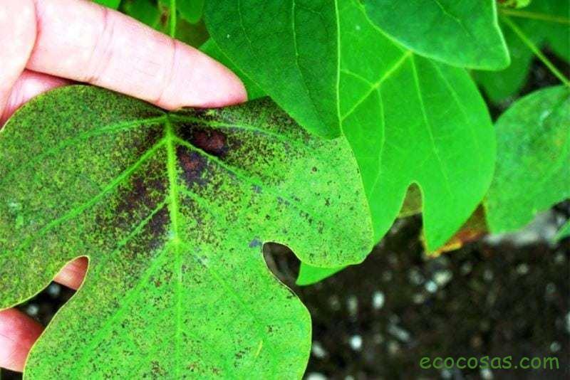 Plantas para purificar el aire en casa 1