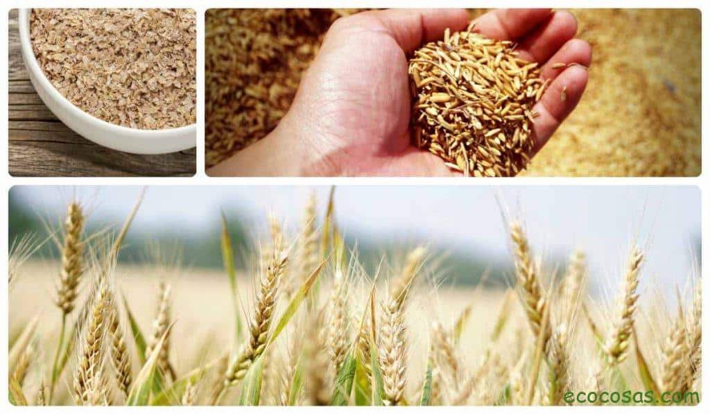 salvado de trigo
