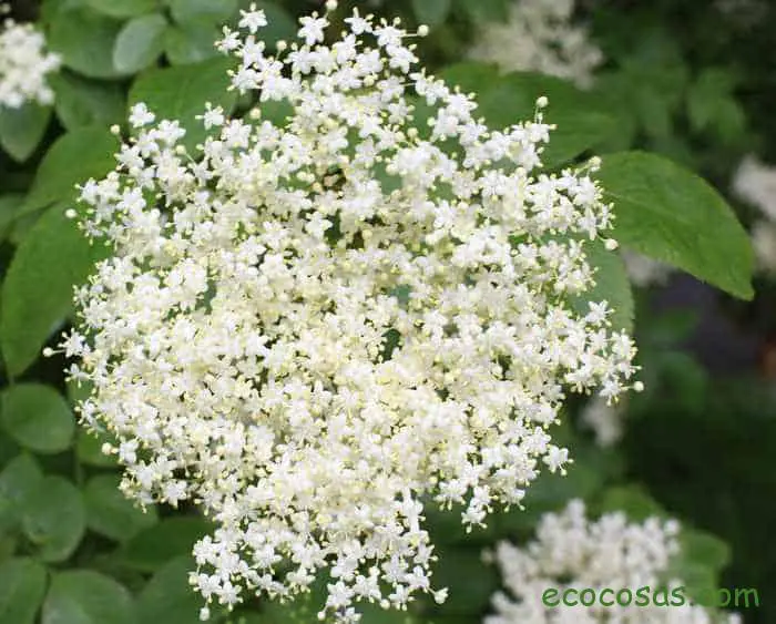 flor de sauco