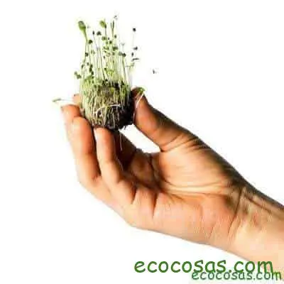 Amaranto, bombas de semillas y transgénicos 2