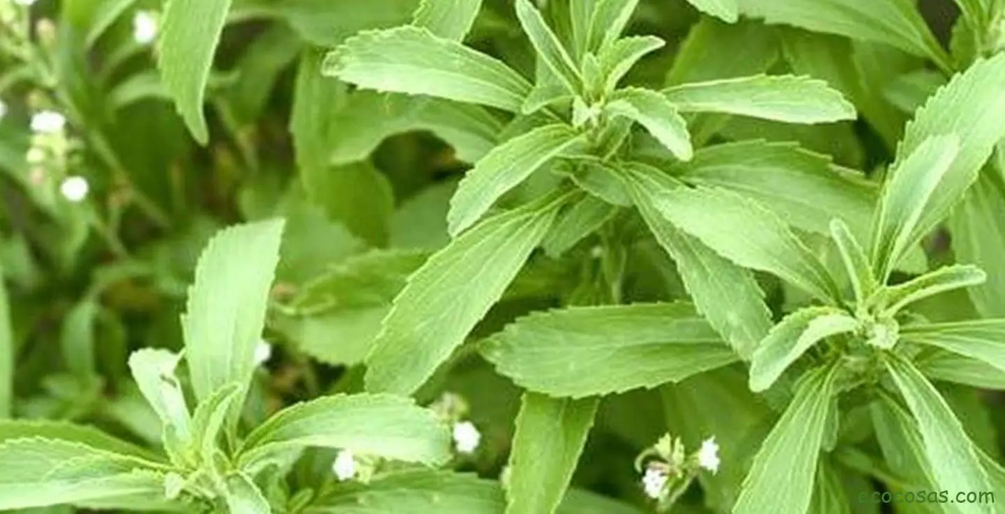 Stevia, un edulcorante natural apto para la diabetes 2