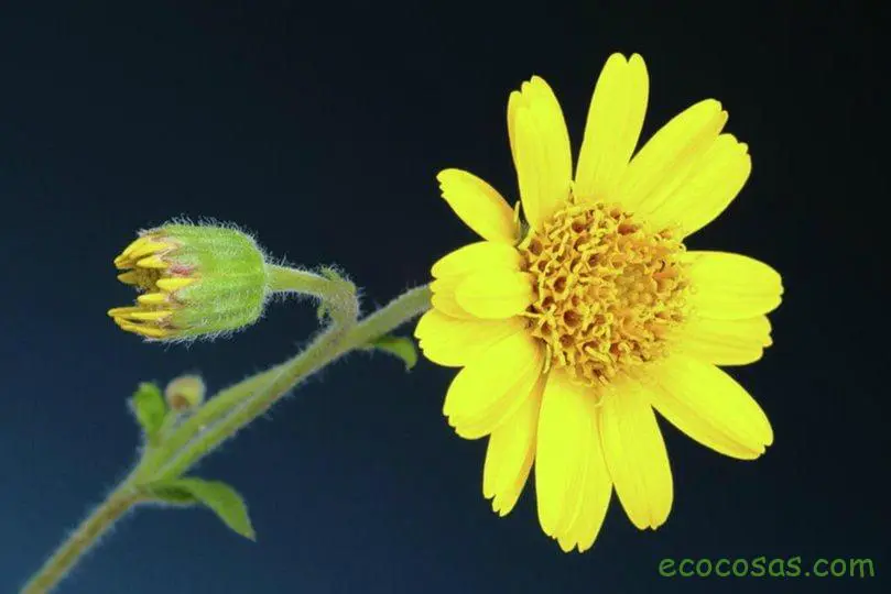 Árnica. Propiedades y beneficios de esta planta, ideal para tratar golpes y lesiones 1 arnica montana