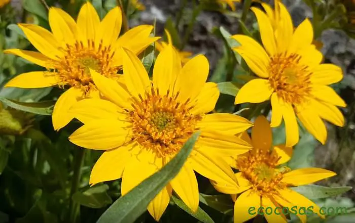 Árnica. Propiedades y beneficios de esta planta, ideal para tratar golpes y lesiones 2 arnica propiedades
