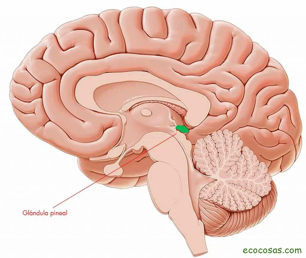 Glándula pineal. Qué es, sus funciones y cómo se activa 1 glandula pineal