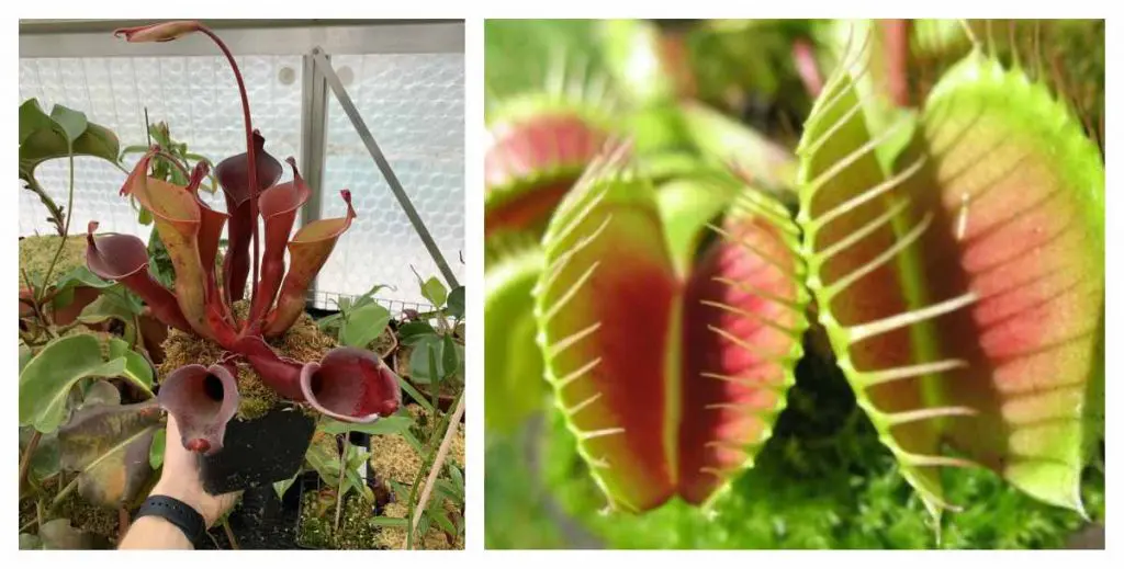 plantas carnivoras