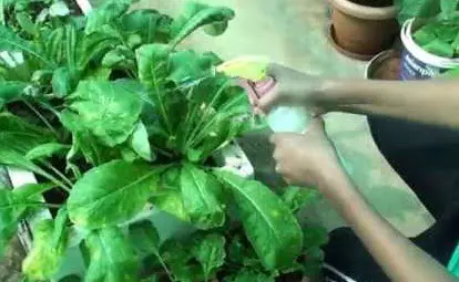 Aceite de neem. Un insecticida natural para cuidar nuestras plantas 2 aceite de neem insecticida