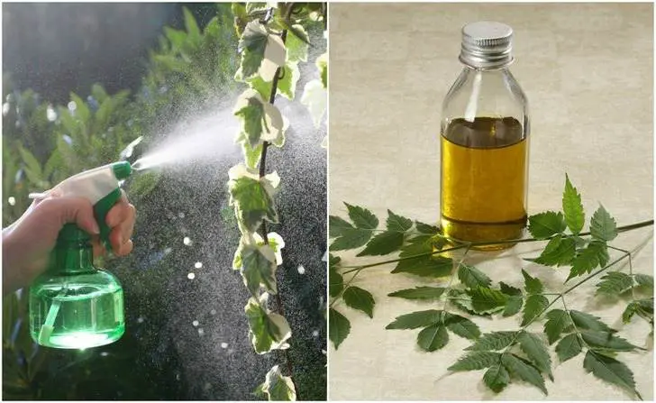 Aceite de neem. Un insecticida natural para cuidar nuestras plantas 4 aceite de nim