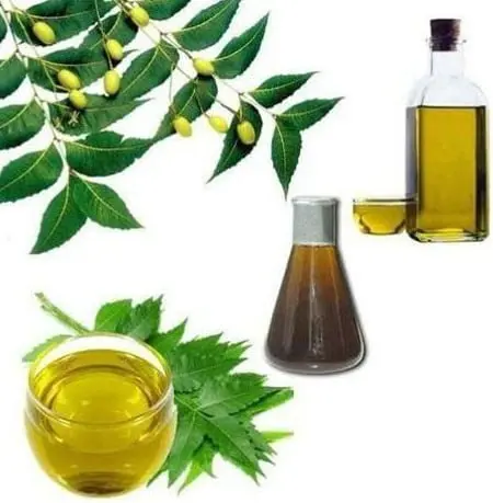 Aceite de neem. Un insecticida natural para cuidar nuestras plantas 3 azadirachta indica