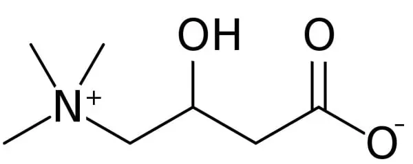 L-Carnitina: qué es, para qué sirve y qué propiedades tiene 1 carnitina que es