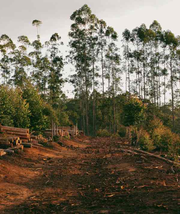 causas de la deforestacion