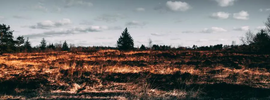 consecuencias de la deforestacion