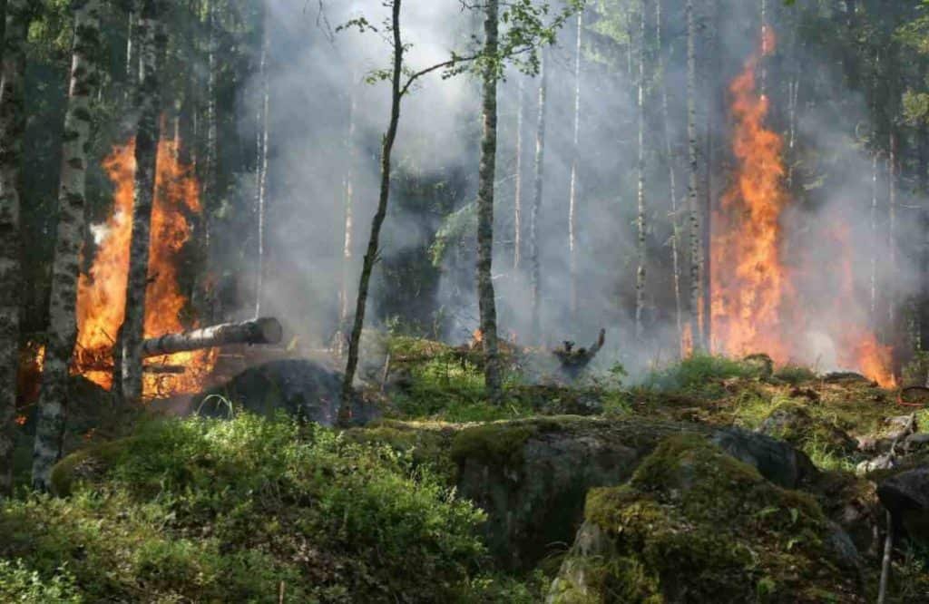 consecuencias de los incendios forestales
