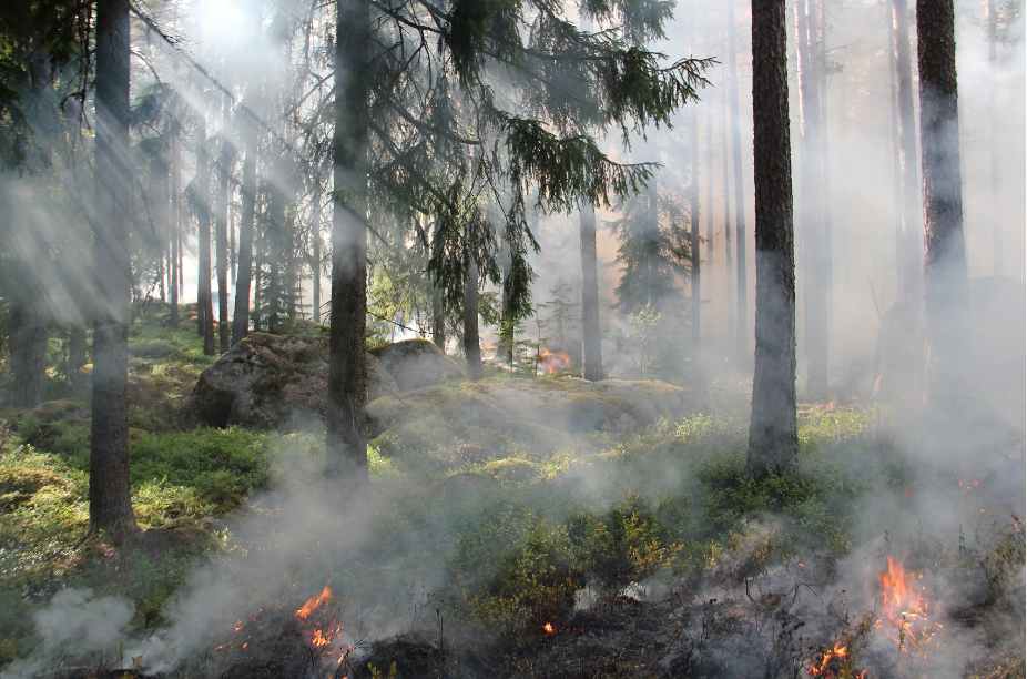incendios forestales causas