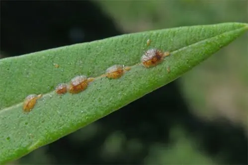 insecticida para cochinilla