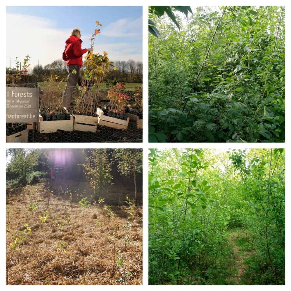 Mini bosques para restaurar la biodiversidad 2