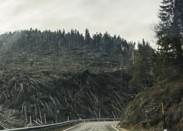 que es la deforestacion