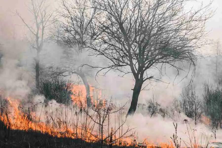 que es la reforestacion