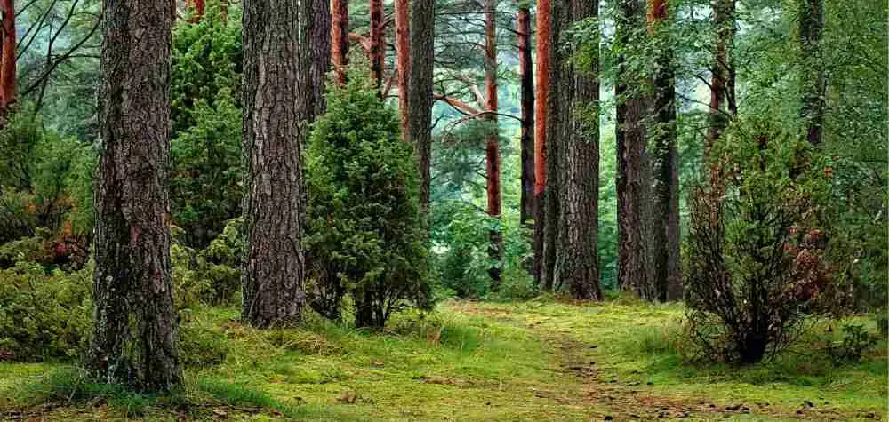 reforestación