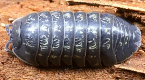 tipos de cochinillas