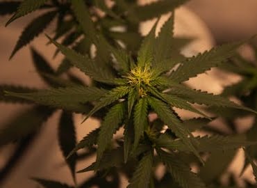 cultivo marihuana medicinal